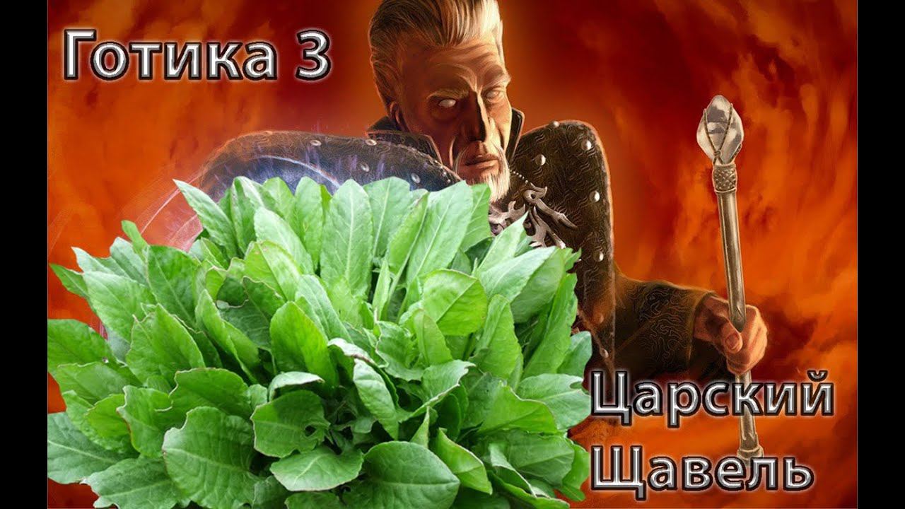 Готика 3 Царский щавель перманентные растения Гайд