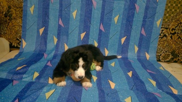 6  Ларден 26 02