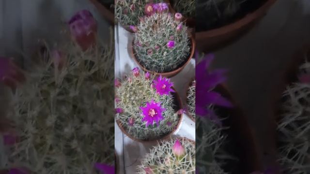 Цветущий Кактус Маммиллярия Вильда смотреть онлайн