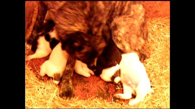 Щенки от Аббы и Чета смотреть онлайн