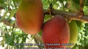 Слива в Сибири: посадка и уход