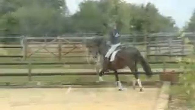 Don Romantic - Elite Stallions смотреть онлайн