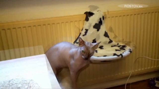Don Sphynx cats & Pinscher смотреть онлайн
