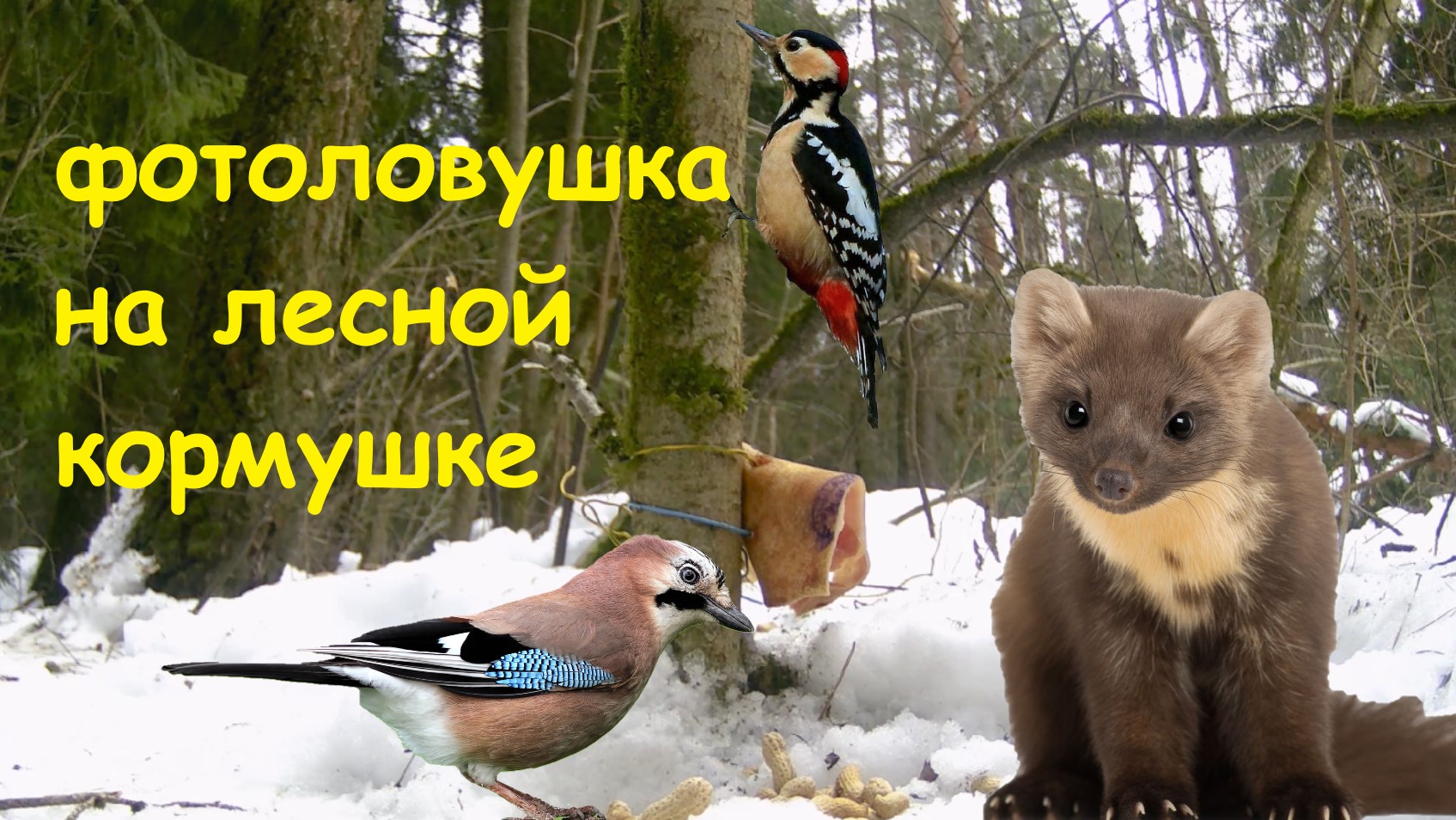 ЛЕСНАЯ КУНИЦА ПЫТАЕТСЯ СХВАТИТЬ КУСОК САЛА: интересное видео с фотоловушки в Подмосковье смотреть онлайн