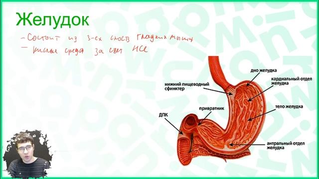 Тема №13: Пищеварение