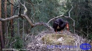 Аисты поедают птенцов. Невероятно, но это так. Опасность грозит самым слабым птенчикам