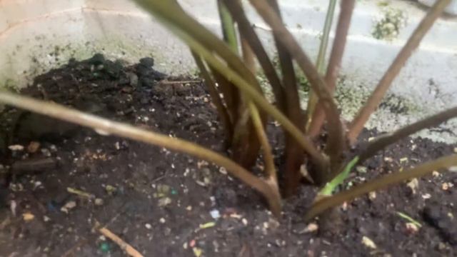 Cara supaya Keladi Thai-Beauty banyak anak смотреть онлайн