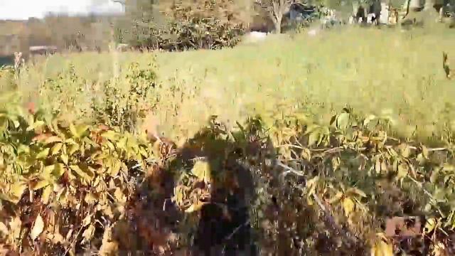 Пожар у Андрюхи!…лето 2017! Горит все вокруг дома!… смотреть онлайн