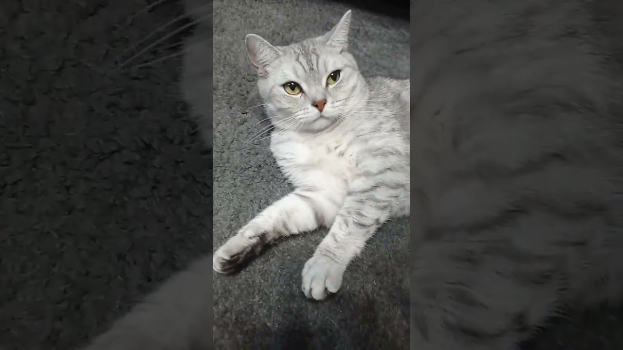 Милый котик #Shorts смотреть онлайн