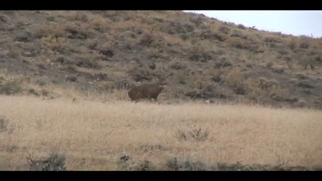 North American Big Game Lightfield Ammunition смотреть онлайн