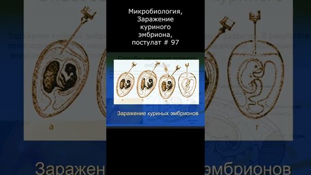 Микробиология, Заражение куриного эмбриона, постулат # 97 смотреть онлайн