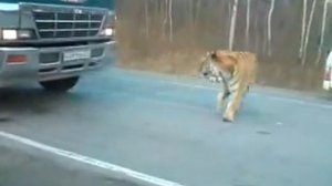 Срочно. Тигр вышел на трассу. Уссурийск