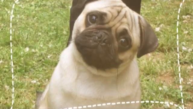 Тор 5 самых лучших собак для детей смотреть онлайн