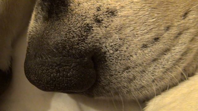 Bruno durmiendo смотреть онлайн