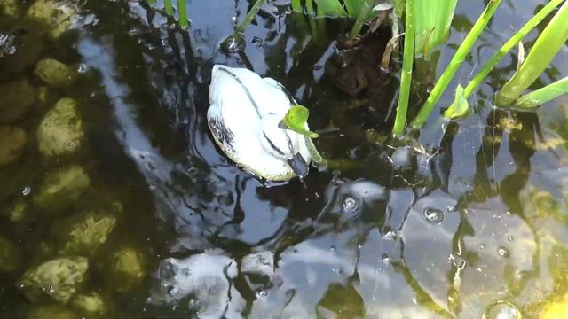 Soundtest Sony FDR-AX33 + Sony ECM-XYST1M Mikro [Full HD] смотреть онлайн