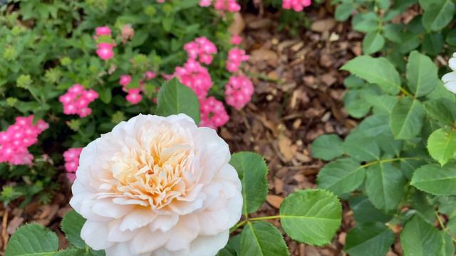 Rose - Emily Bronte - 1st Year - 1 Flush