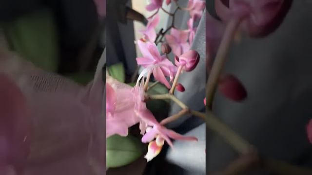 Мои ароматные орхидеи смотреть онлайн