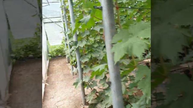 г.ф. Красная роза, дамасская красавица, мускат дубовский и другие...! смотреть онлайн