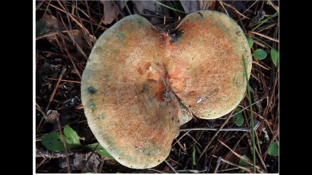 Lactarius semisanguifluus Greece by Theo Fotiadis 24 11 2019 смотреть онлайн