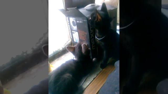 5 МЛН ПРОСМОТРОВ!!!ТРЕШ ВИДЕО! смотреть онлайн