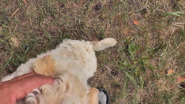 Лаготто романьоло смотреть онлайн