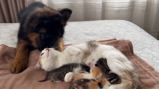 German Shepherd Puppy Meets Mom Cat with Newborn Kittens for the First Time смотреть онлайн