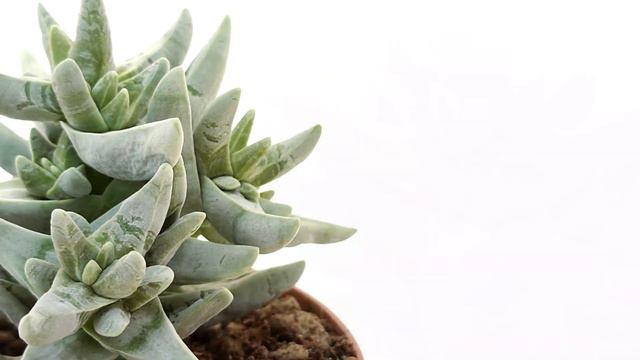 Crassula Cornuta