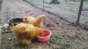 Вертячка, нарушения координации движения у кур//Болезнь Ньюкасла индюки  шатаются как пьяные.