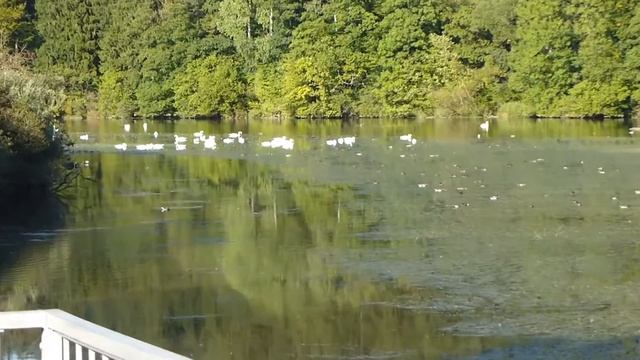 My first experiment with Leica C typ 112 & Batavus Diva in Black "Steel Horse" смотреть онлайн