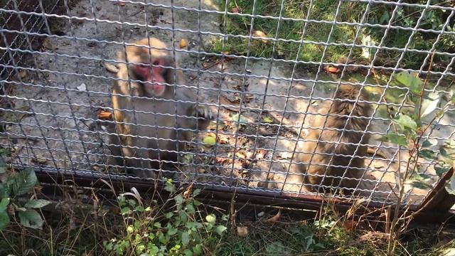 У макак жесткая дисциплина, а вот тигрицы более строптивые) Тайган Macaques love dates!) Taigan смотреть онлайн