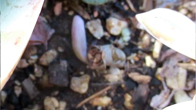 GRAPTOVERIA Purple Delight VS Mrs. Richards AKA Gypsy VS Superbum