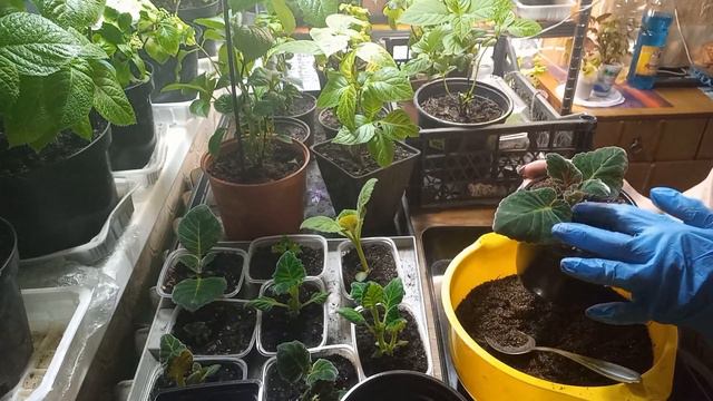 🌸Пересадка глоксиний после спячки👩🌾#глоксинии #комнатныерастения #пересадкаглоксинии смотреть онлайн