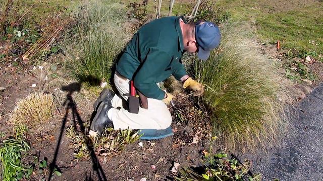 CUTTING BACK PERENNIALS - SIMPLE! | CUTTING BACK ORNAMENTAL GRASSES | HOW TO REMOVE THISTLE смотреть онлайн