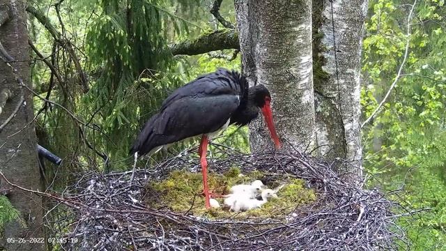 Must toonekurg2 - Six storklets! 26 05 2022 смотреть онлайн