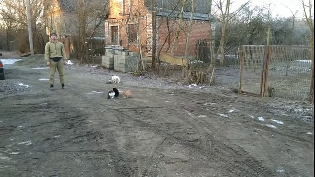 Дрессировка Лабрадора!!! ЖЕЛЕЗНАЯ ВЫДЕРЖКА С КОТАМИ!!! смотреть онлайн