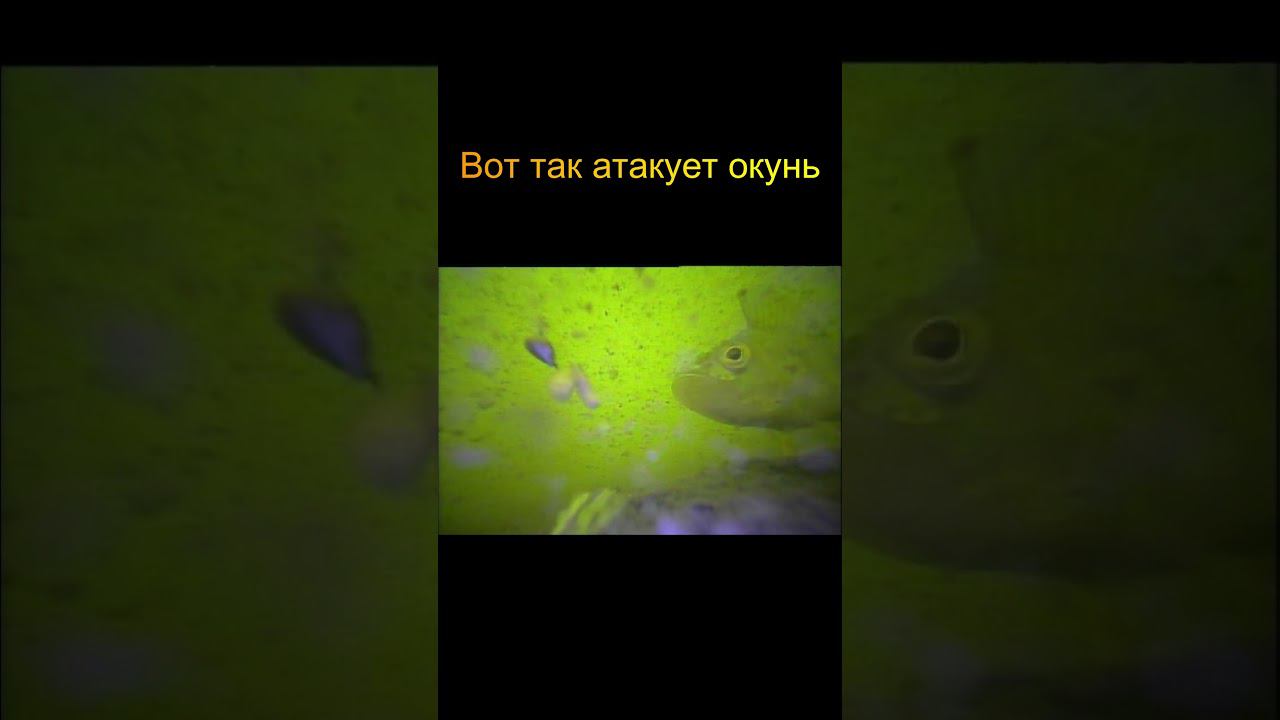 Атака окуня на мормышку смотреть онлайн