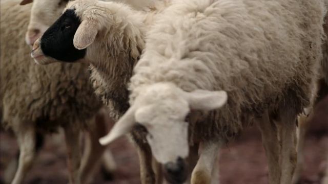 The Good Shepherd & His Sheep – LUMO смотреть онлайн