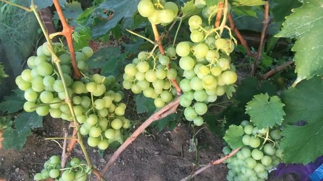 #ВиноградПримаУкраины селекции В.Плясунова 2021г. смотреть онлайн