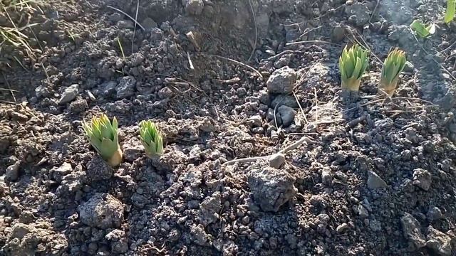 Эремурусы разных поколений одним днём в начале весны. смотреть онлайн