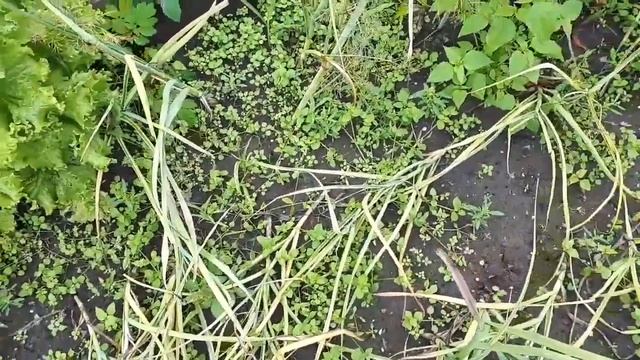 Чеснок яровой рано ложится, что делать? смотреть онлайн
