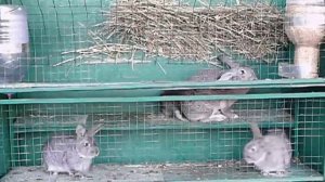 Клетка для кроликов. Для общего содержания нескольких крольчих «Гарем»