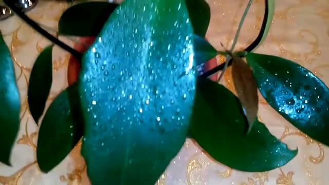 Hoya Pubicalyx White Dark Flovers, Hoya Purpurea Fusca, Hoya Arnottiana