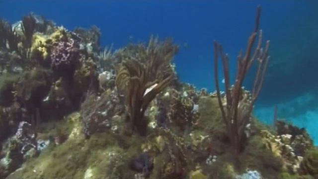 Тайны и загадки планеты Камино #1 смотреть онлайн