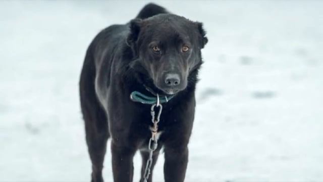 Мужчина купил за 2000 рублей породистого лабрадора, но когда увидел, что выросло, избавился от пса смотреть онлайн