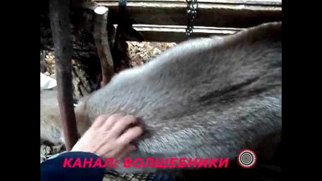 Самые Крутые Козы!!! 😍😍😍 Сенсация!!! Вкуснющее 😋😋😋Молоко Абсолютно Без Козлиного Запаха смотреть онлайн