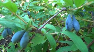 Обзор сортов жимолости.