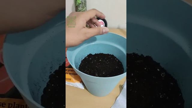 Dracaena-Female Dragon смотреть онлайн
