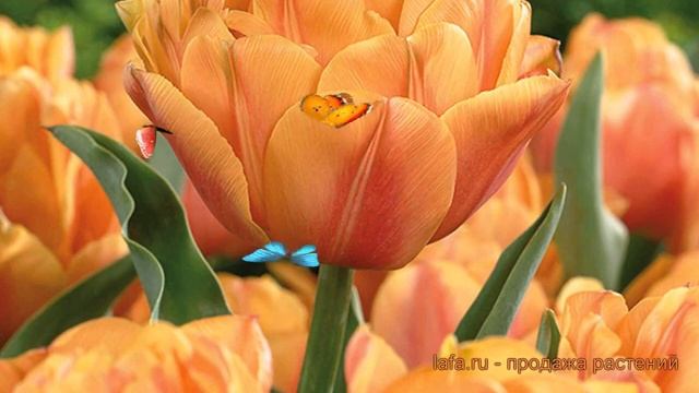 Тюльпан махровый Фокси Фокстрот (foxy foxtrot) ? обзор: как сажать, луковицы тюльпаны Фокси Фокстро смотреть онлайн