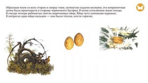 "Капалуха" В.П. Астафьев