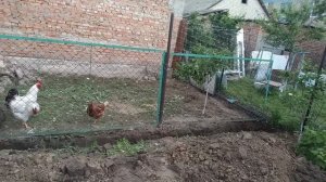 НАЧАЛО ПОСТРОЙКИ НОВОГО САРАЯ ДЛЯ СВИНЕЙ СВОИМИ РУКАМИ!!!